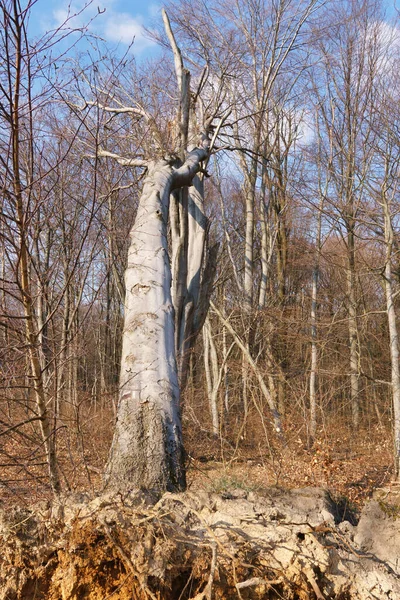 Gran Árbol Desarraigado Bosque — Foto de Stock