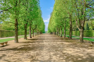 Güneşin altında yeşil bir ağaç geçidi