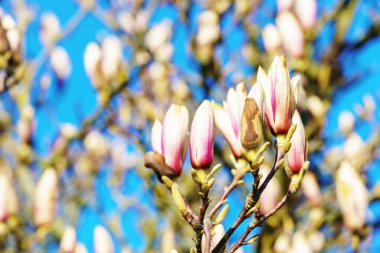 Kapalı pembe kiraz çiçekleri gün ışığında açmadan önce
