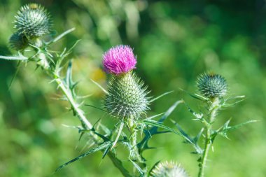 İngiliz pembesi dikenli bitki tomurcuklanır, yakın çekim görüntüsü