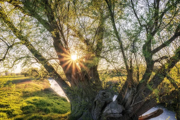 Solstrålar Tränger Ett Träd Liten Flod Royaltyfria Stockbilder