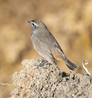 Kuş yuvadan uçtu ve civcivler için yiyecek bulmadan önce dinlenerek bir toprak parçasının üzerinde oturdu..