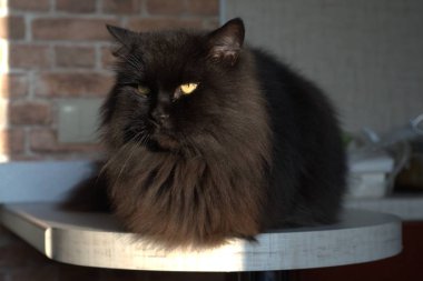 çayırlarda vinçler daha sıcak bir iklime uçmak için büyük sürüler halinde sonbaharda gidiyor.