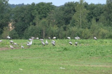 çayırlarda vinçler daha sıcak bir iklime uçmak için büyük sürüler halinde sonbaharda gidiyor.