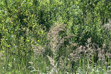 Zayıflama işçi tozlaşma ve soğan nektar almaya çalışır.