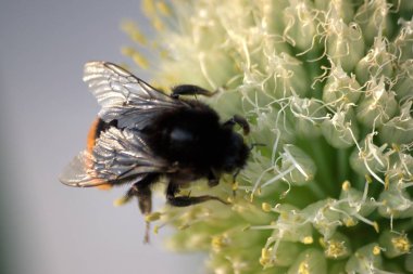 Zayıflama işçi tozlaşma ve soğan nektar almaya çalışır.