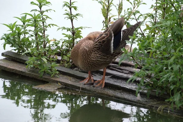 Photo Canards Sauvages Sur Lac Russie Région Yaroslavl — Photo