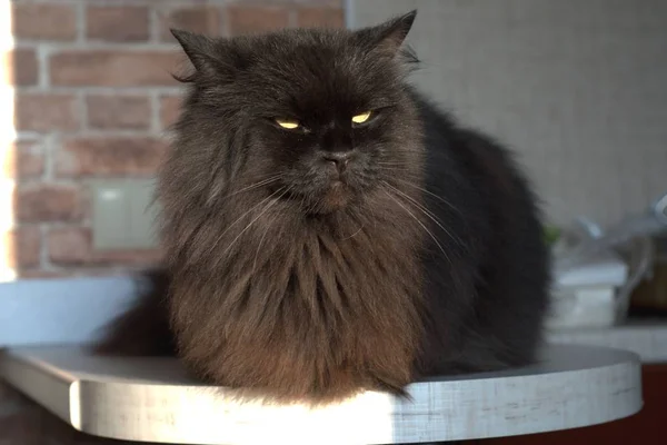 Black Cat Located Shelf Posing Front Camera Slyly Squinting Eyes — Stock Photo, Image