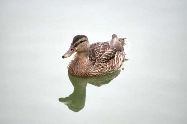 Wilde Mallard Eenden Zwemmen Vijver Zijn Niet Bang Voor Mensen — Stockfoto