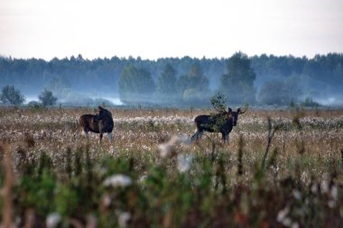 Arabadan fotoğraf, sabah erken saatlerde yapılan, Rusya, Yaroslavl bölgesinde, Kurba köyü yakınlarında. Moose yolun yanında yürüyor.