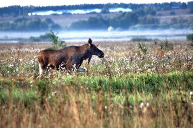 Arabadan fotoğraf, sabah erken saatlerde yapılan, Rusya, Yaroslavl bölgesinde, Kurba köyü yakınlarında. Moose yolun yanında yürüyor.