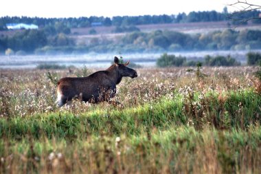 Arabadan fotoğraf, sabah erken saatlerde yapılan, Rusya, Yaroslavl bölgesinde, Kurba köyü yakınlarında. Moose yolun yanında yürüyor.