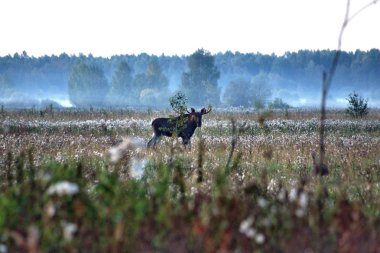 Arabadan fotoğraf, sabah erken saatlerde yapılan, Rusya, Yaroslavl bölgesinde, Kurba köyü yakınlarında. Moose yolun yanında yürüyor.