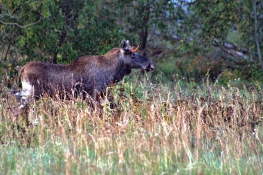Arabadan fotoğraf, sabah erken saatlerde yapılan, Rusya, Yaroslavl bölgesinde, Kurba köyü yakınlarında. Moose yolun yanında yürüyor.