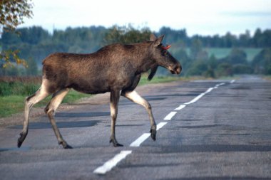 Arabadan fotoğraf, sabah erken saatlerde yapılan, Rusya, Yaroslavl bölgesinde, Kurba köyü yakınlarında. Moose yolun yanında yürüyor.