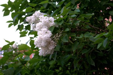 Rusya, fotoğraflar bir kır bahçesinde çekildi. Elma ağacı çiçek açar, Japon bıldırcını, üzüm yaprakları çiçek açar, soğan çiçek açar, etrafındaki her şey çiçek açar ve çiçek açar..