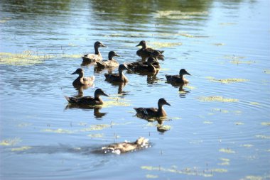 - Rusya. Sabahın erken saatlerinde Yaroslavl bölgesinde 