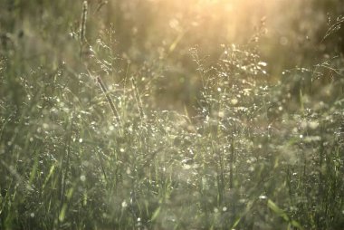 - Rusya. Sabahın erken saatlerinde Yaroslavl bölgesinde 