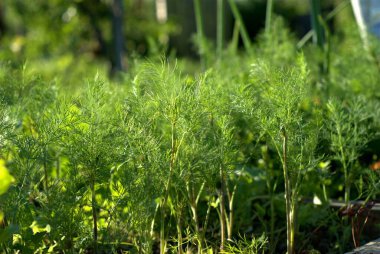 Olgun hanımeli meyveleri, çok lezzetli ve vitamin zengini, ilk meyveler, üzümler hızla büyüyor, çilekler açıyor, dereotları büyüyor..