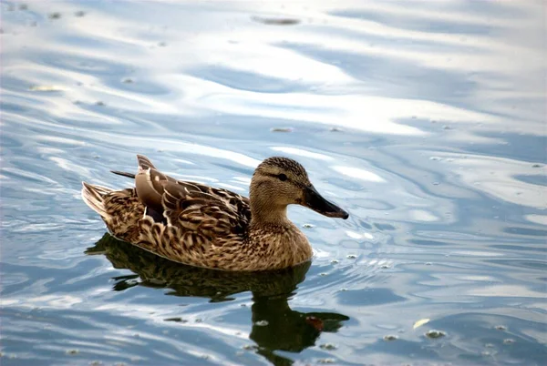 Evening Ducks Flew Pond Eat Duckweed Spend Night Grown Ducklings — стоковое фото