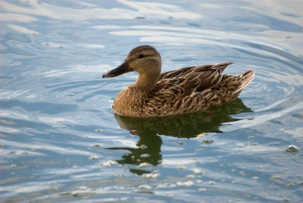 Por Noche Los Patos Volaron Estanque Para Comer Hierba Pato —  Fotos de Stock