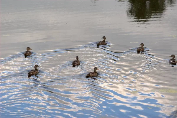 Dans Soirée Les Canards Sont Envolés Vers Étang Pour Manger — Photo