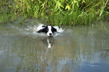 Rusya, Yaroslavl bölgesi, sonbahar ördek avı. Spaniel köpeklerinin ördek üzerindeki çalışmaları. Yaroslavl bölgesinin doğası.