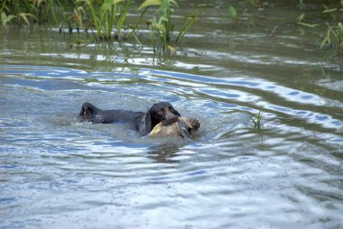 Rusya, Yaroslavl bölgesi, sonbahar ördek avı. Spaniel köpeklerinin ördek üzerindeki çalışmaları. Yaroslavl bölgesinin doğası.