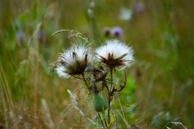Rusya, Yaroslavl bölgesi, sonbahar ördek avı. Spaniel köpeklerinin ördek üzerindeki çalışmaları. Yaroslavl bölgesinin doğası.