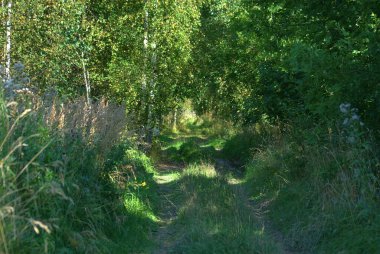 Rusya 'nın Zabolotye köyü yakınlarındaki ormana yolculuğu, Yaroslavl bölgesi, Ağustos.