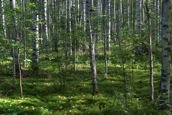 Rússia Viagem Floresta Perto Aldeia Zabolotye Região Yaroslavl Agosto — Fotografia de Stock