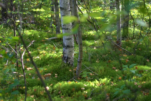 Rússia Viagem Floresta Perto Aldeia Zabolotye Região Yaroslavl Agosto — Fotografia de Stock