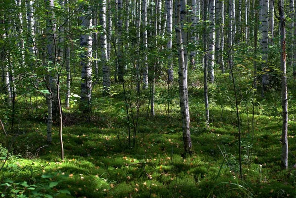 Rússia Viagem Floresta Perto Aldeia Zabolotye Região Yaroslavl Agosto — Fotografia de Stock