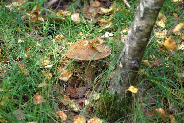 Rússia Viagem Floresta Perto Aldeia Zabolotye Região Yaroslavl Agosto — Fotografia de Stock