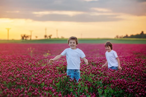 Beautiful Child Gorgeous Crimson Clover Field Sunset Gathering Fresh Spring — стоковое фото