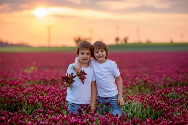 美丽的孩子 兄弟在华丽的深红三叶草田野上日落 为妈妈收集鲜花 — 图库照片
