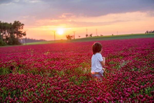 Beautiful Children Brothers Gorgeous Crimson Clover Field Sunset Gathering Flowers — Stock Photo, Image