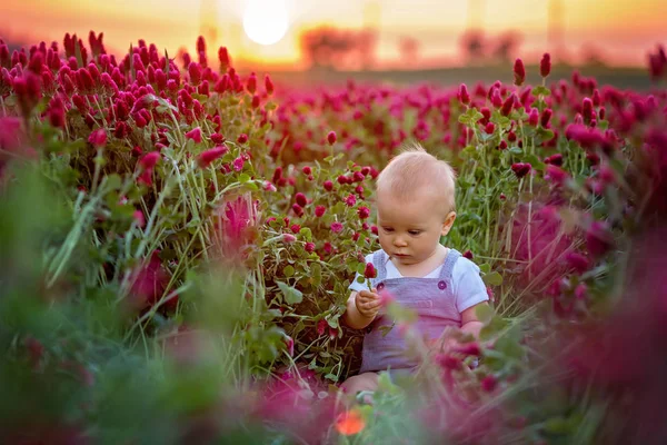 Güzel Yürümeye Başlayan Çocuk Muhteşem Kızıl Yonca Alanında Günbatımı Bahar — Stok fotoğraf