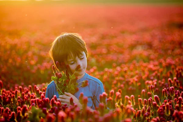 Прекрасна Дитина Розкішному Малиновому Полі Конюшини Заході Сонця Тримає Букет — стокове фото