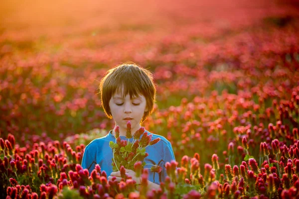 Bellissimo Bambino Splendido Campo Trifoglio Cremisi Tramonto Tenendo Bouquet Fiori — Foto Stock