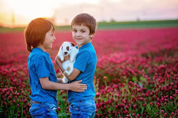 Schönes Kind Mit Seinem Hasen Besten Freund Wunderschönen Purpurroten Kleefeld — Stockfoto