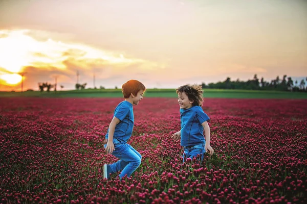 화려한 크림슨 클로버 필드에 — 스톡 사진