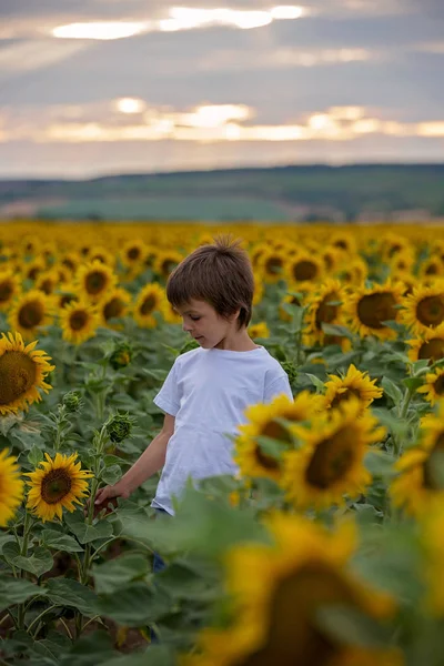 Mignon Enfant Avec Tournesol Été Champ Tournesol Coucher Soleil Concept — Photo