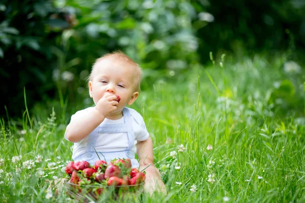 Criança Bonito Menino Comendo Morangos Jardim Primavera — Fotografia de Stock