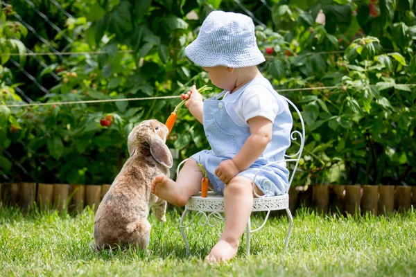Bonito Menino Criança Alimentando Coelhinho Com Cenouras Parque Livre — Fotografia de Stock