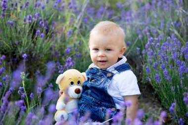 Mutlu bir şekilde gülümseyerek tatlı yürümeye başlayan çocuk rahat bezler, lavanta alanında oturuyor içinde