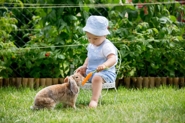 Lindo Bebé Niño Alimentando Conejito Con Zanahorias Parque Aire Libre —  Fotos de Stock