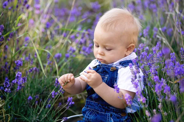 Doce Criança Panos Casuais Sentado Campo Lavanda Sorrindo Alegremente — Fotografia de Stock