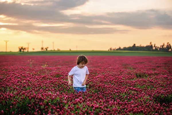 Beautiful Child Gorgeous Crimson Clover Field Sunset Gathering Fresh Spring — Stock Photo, Image