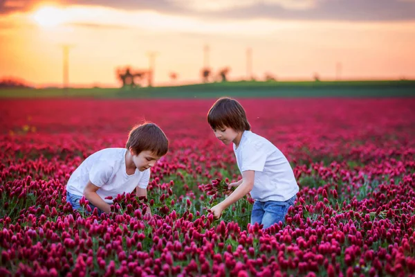 美丽的孩子 兄弟在华丽的深红三叶草田野上日落 为妈妈收集鲜花 — 图库照片